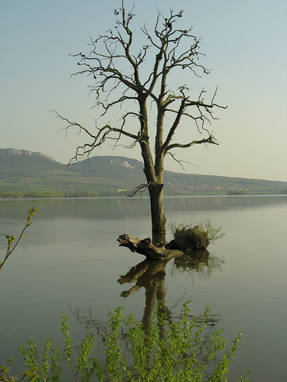 tree lake nature free photo