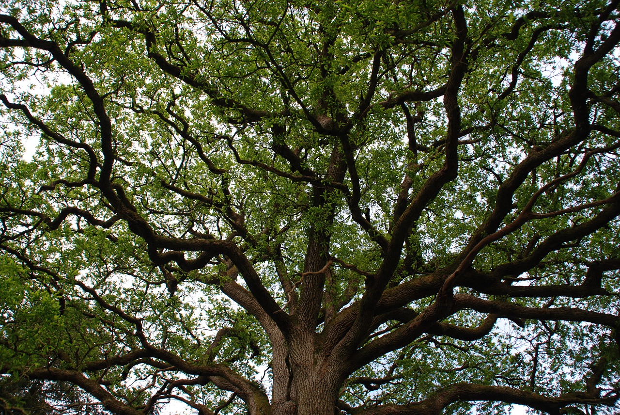 tree branch majestic free photo