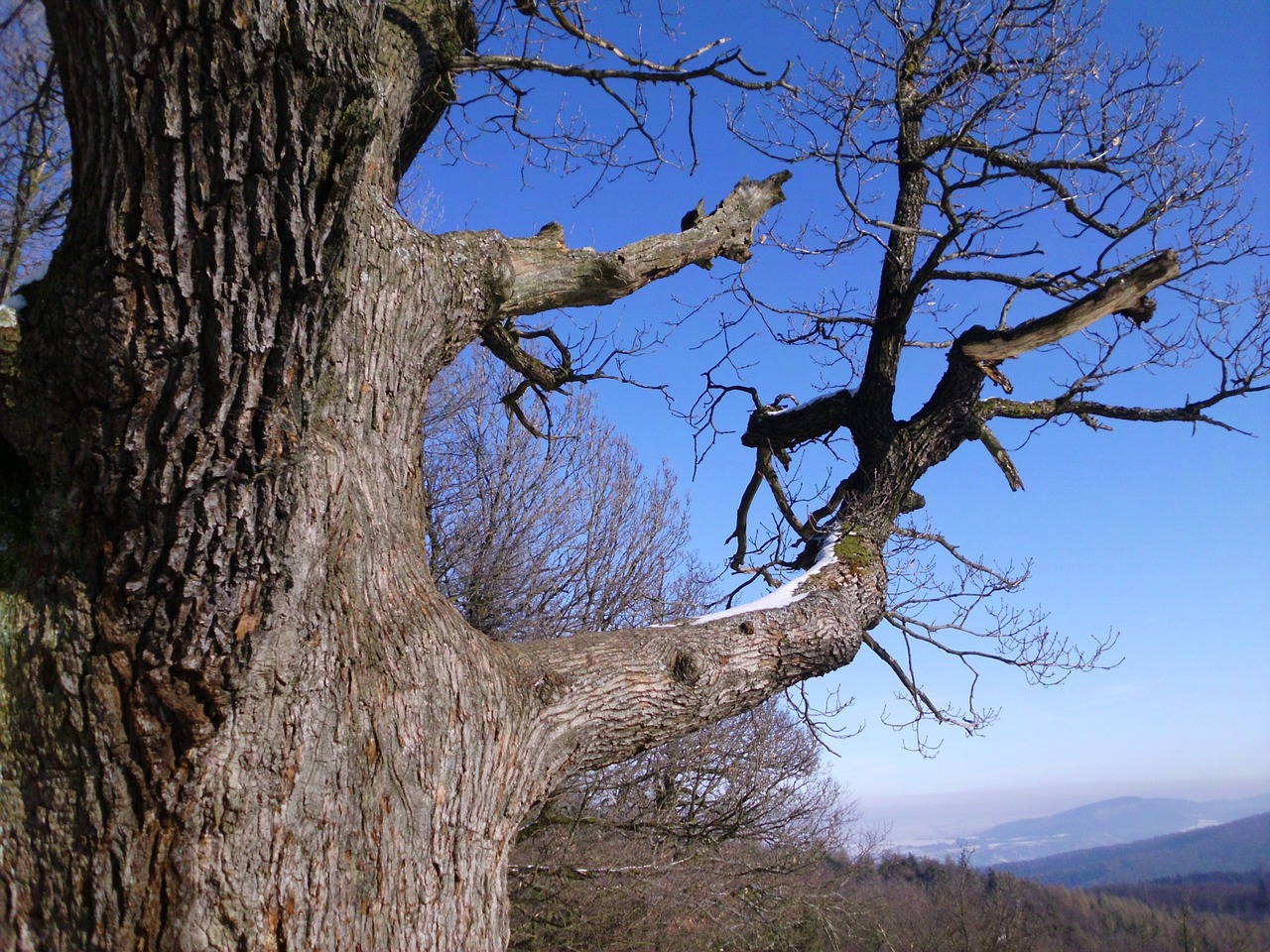 tree branch sky free photo