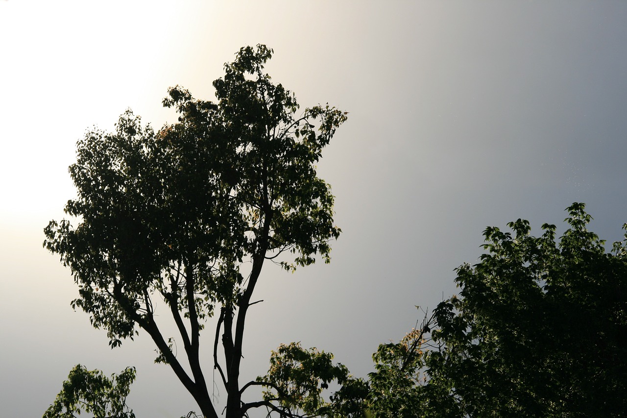 tree tall green free photo