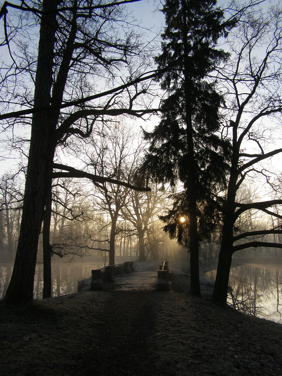 tree nature winter free photo