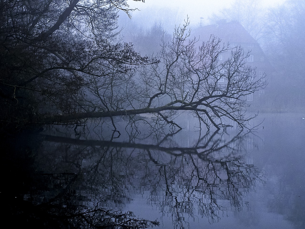 tree fog water free photo