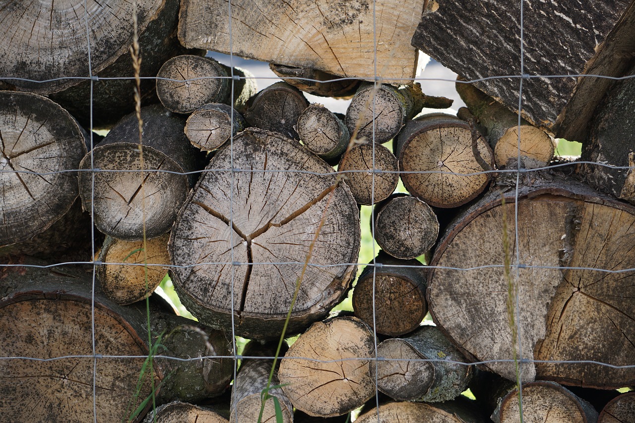 tree wood log free photo