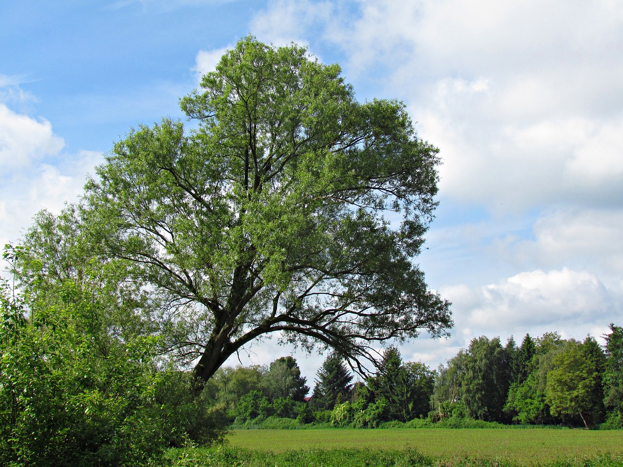 tree spring nature free photo