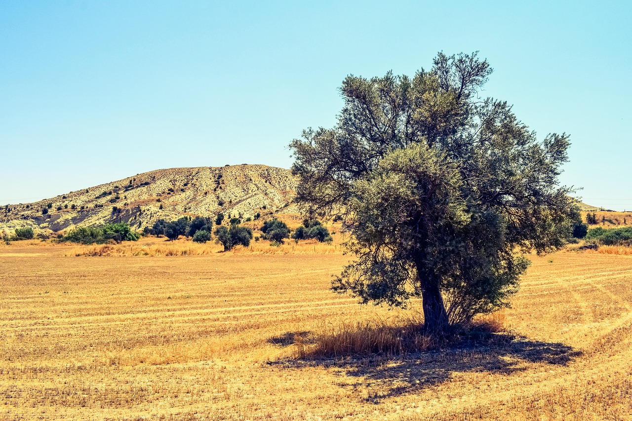 tree field countryside free photo