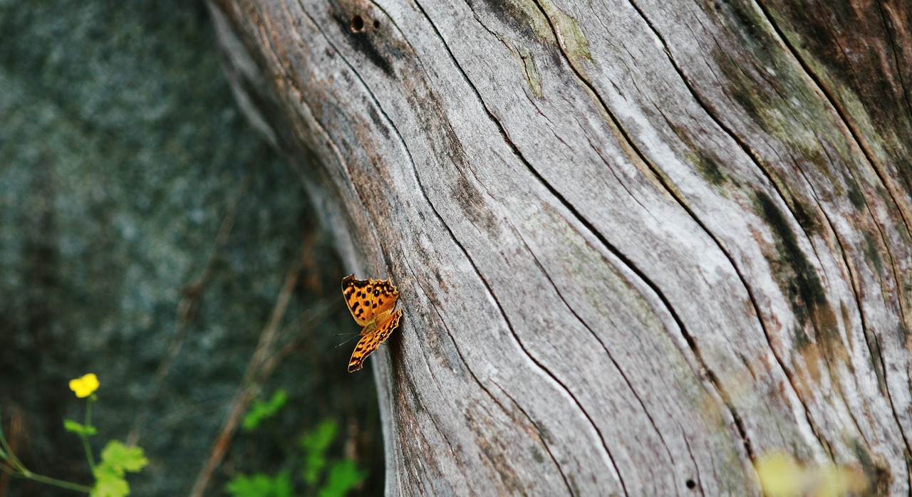 tree tree trunk wood free photo