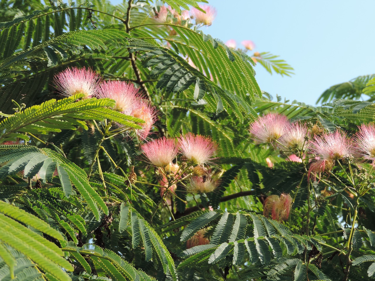 tree flower blossom free photo