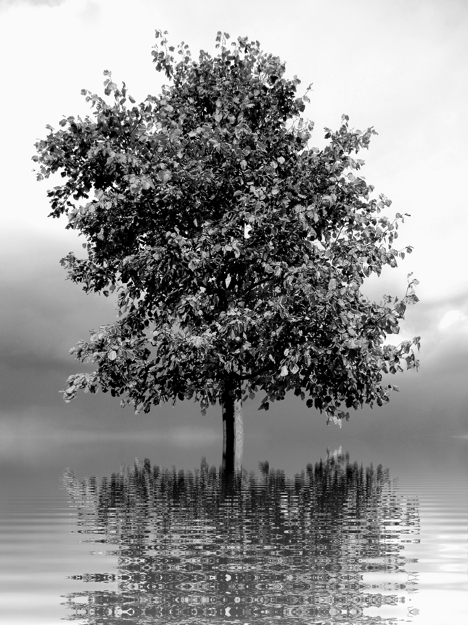 tree lonely loneliness free photo