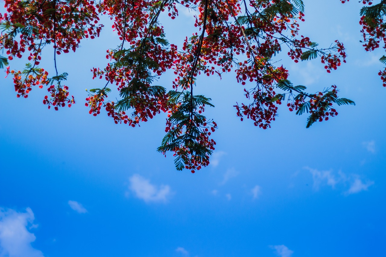 tree red flowers free photo