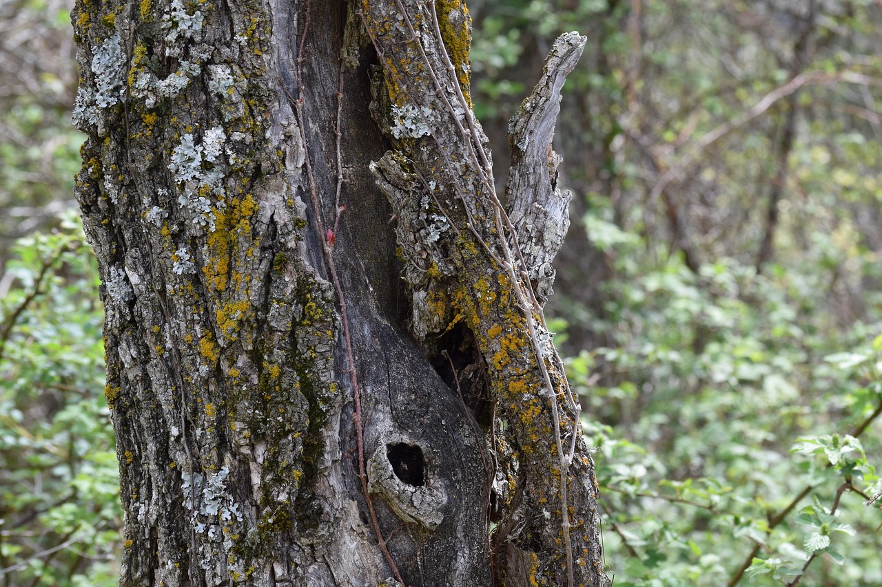 tree age knot free photo