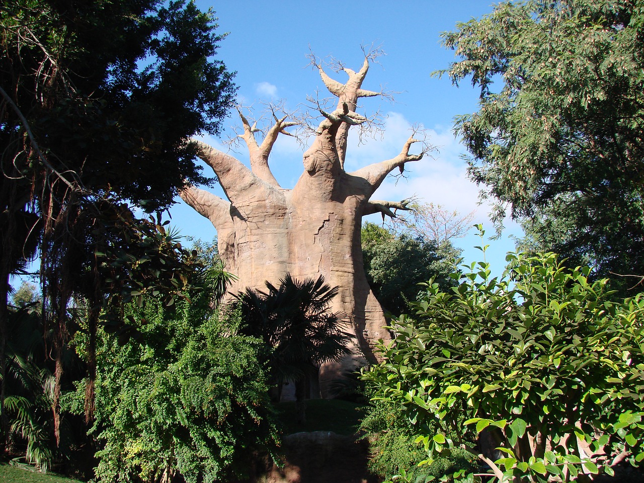 tree mountain dry tree free photo