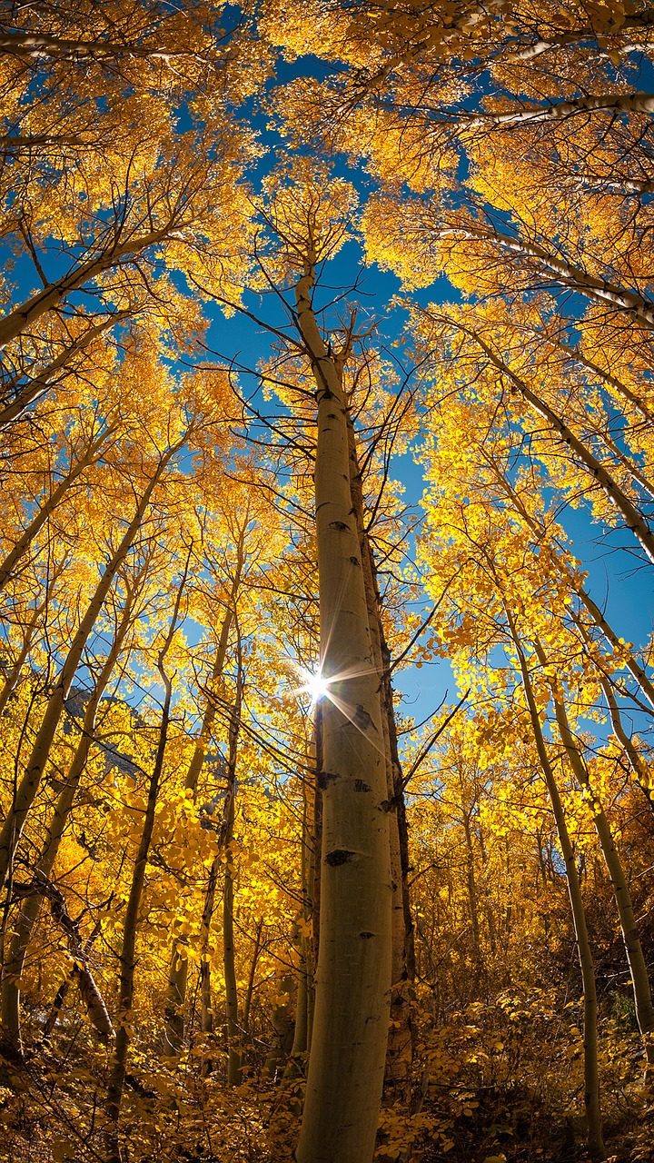 tree autumn light free photo