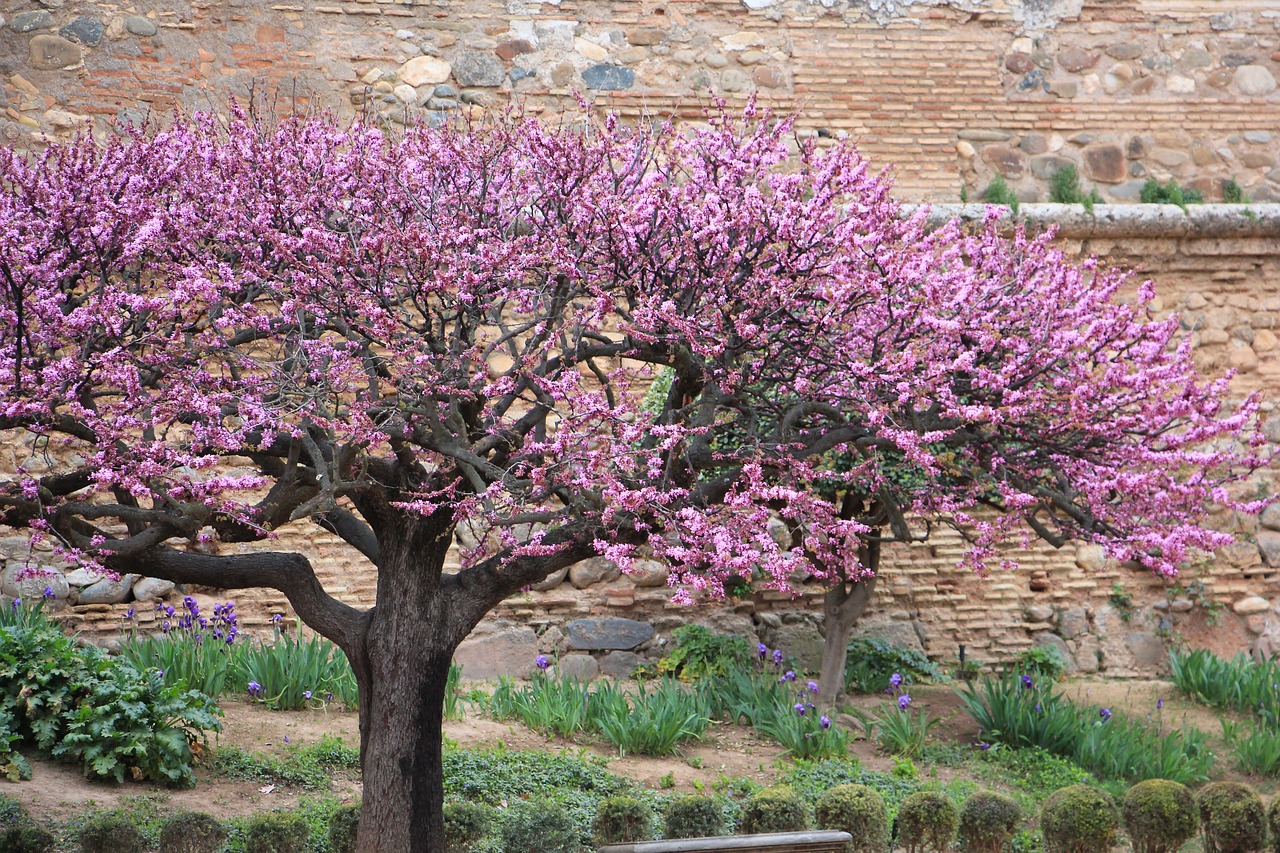 tree blossom spain free photo