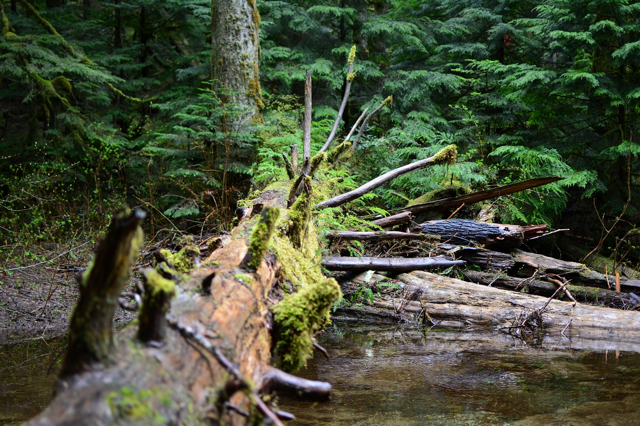 tree moss green free photo