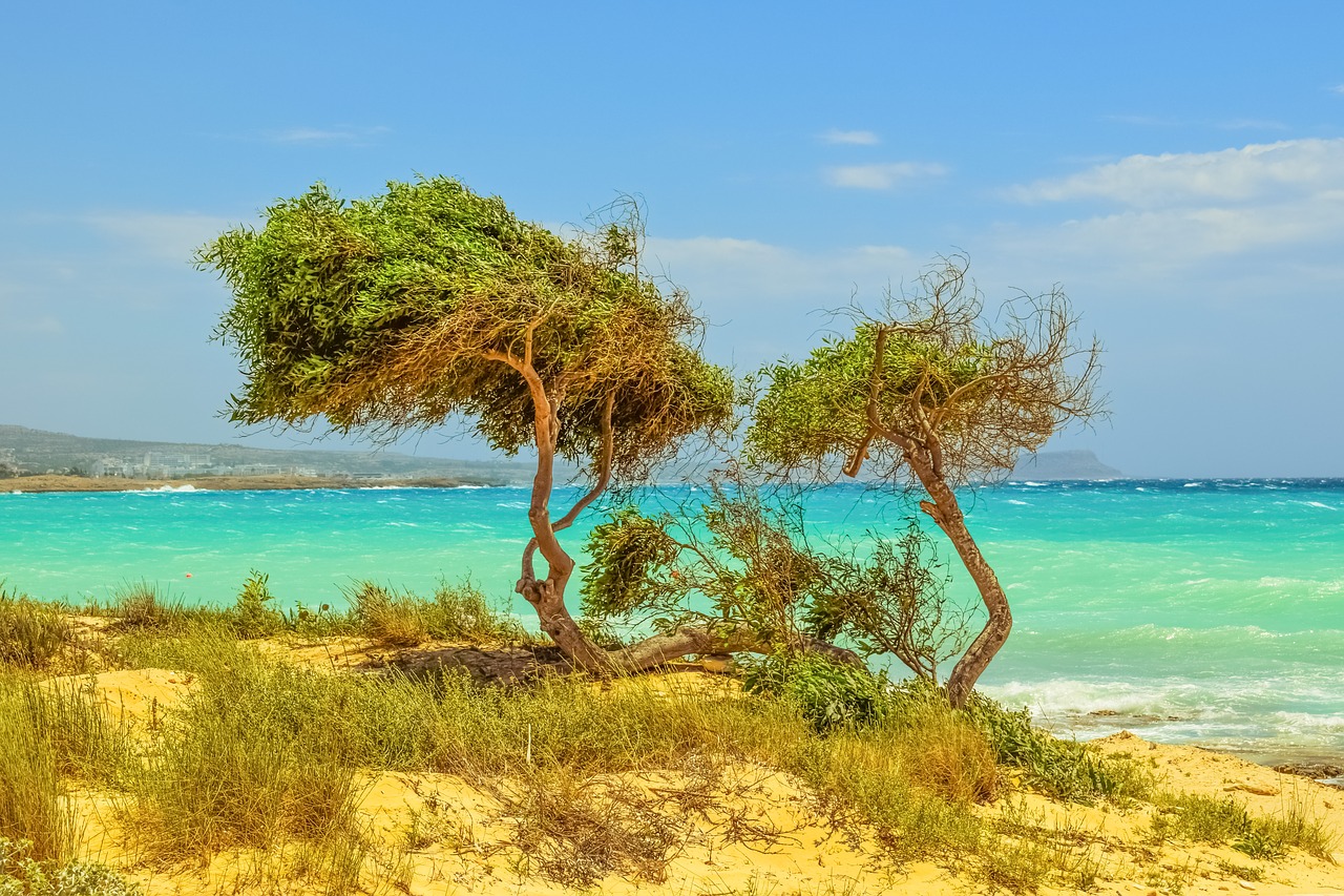 tree dunes sea free photo