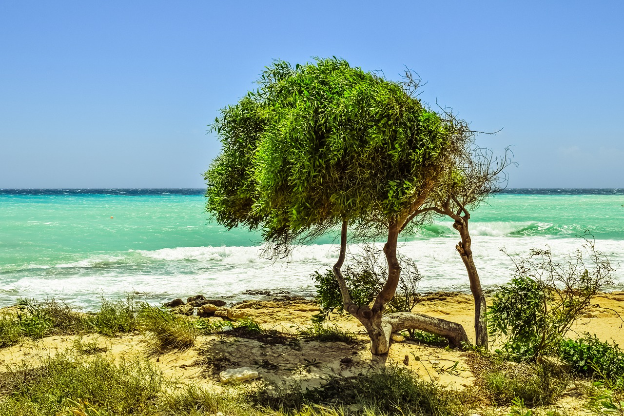 Пляжные деревья