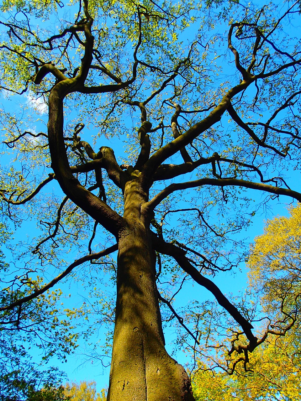 tree branches nature free photo