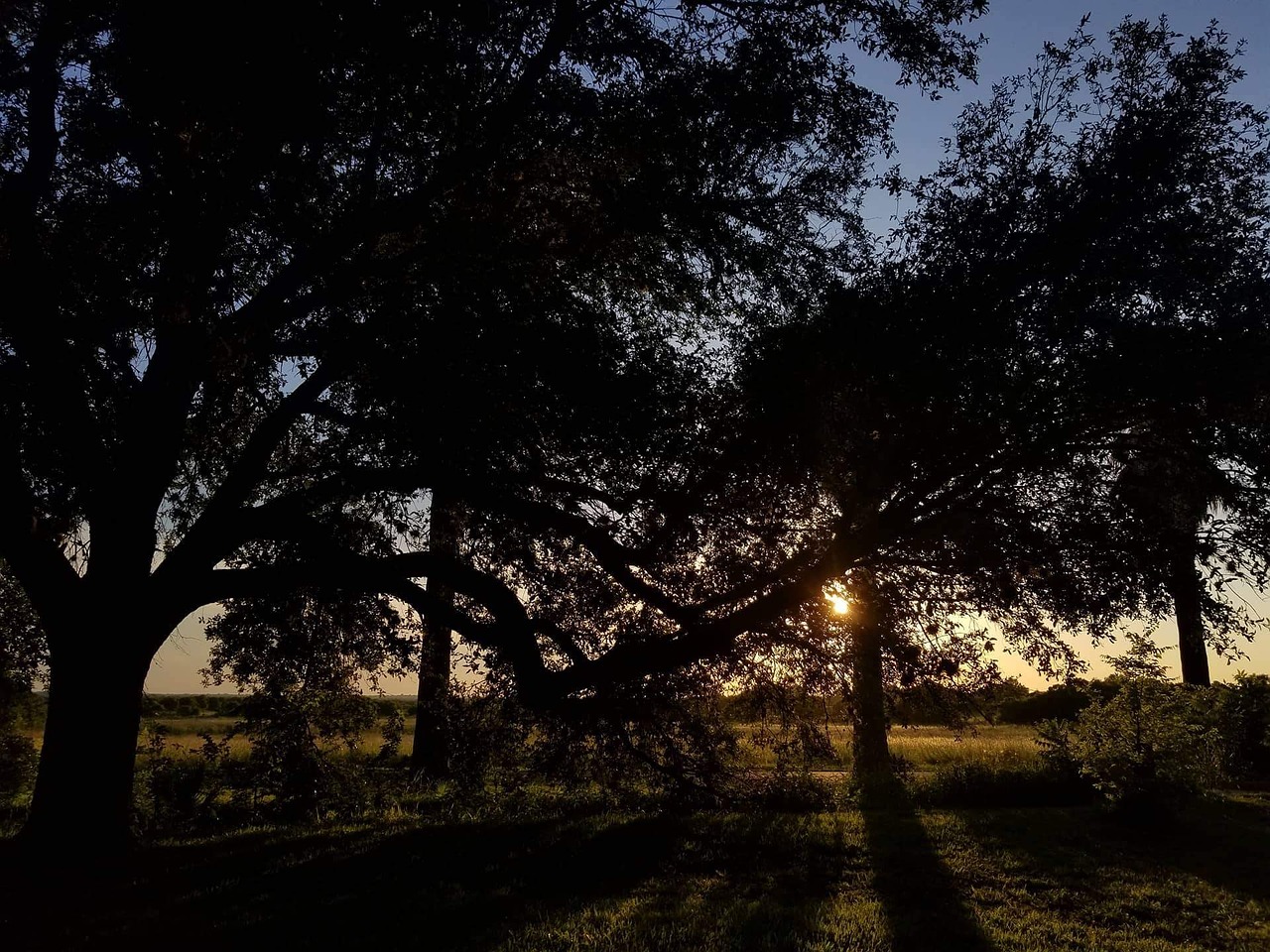 tree sunset beautiful free photo