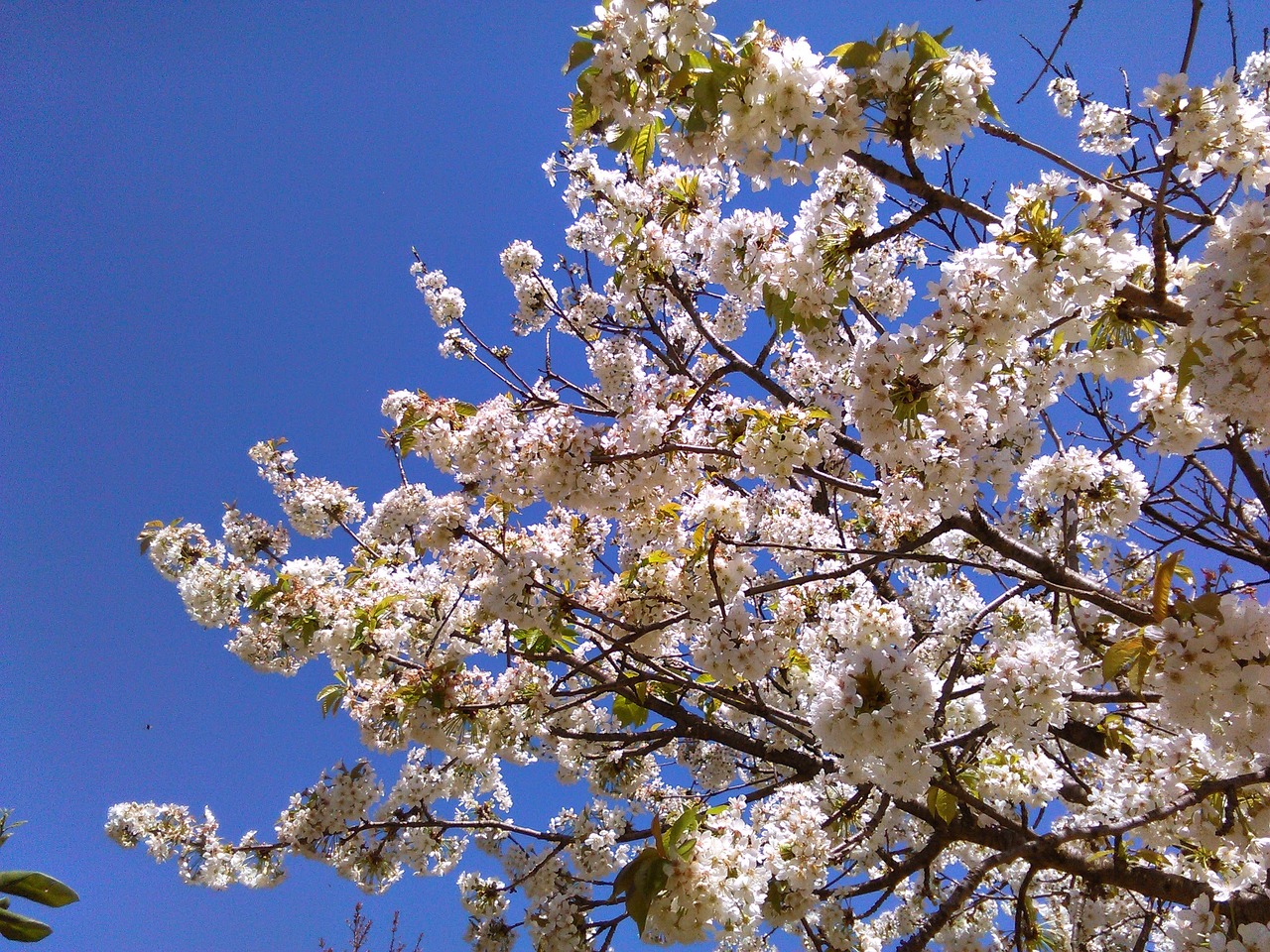 tree flowers flower free photo