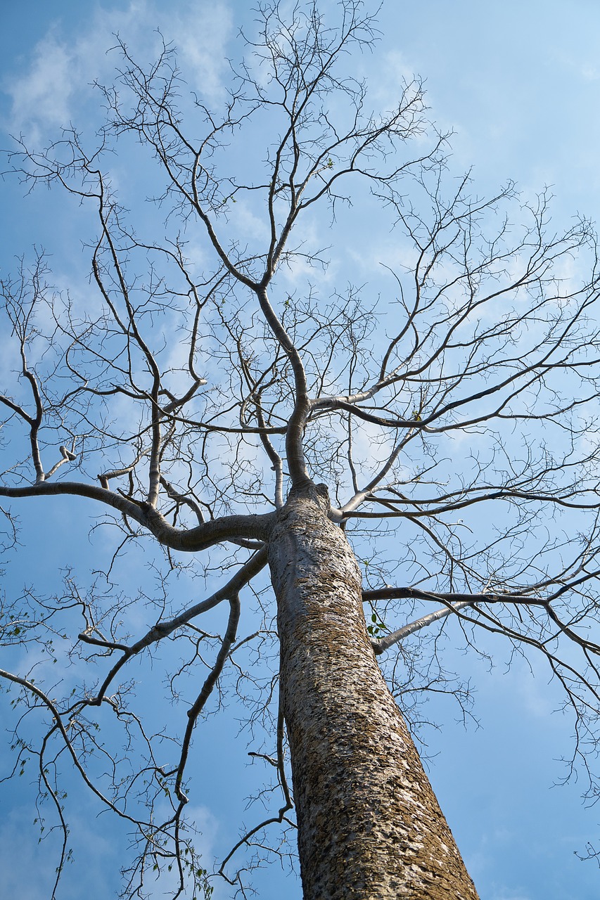 tree high blue free photo