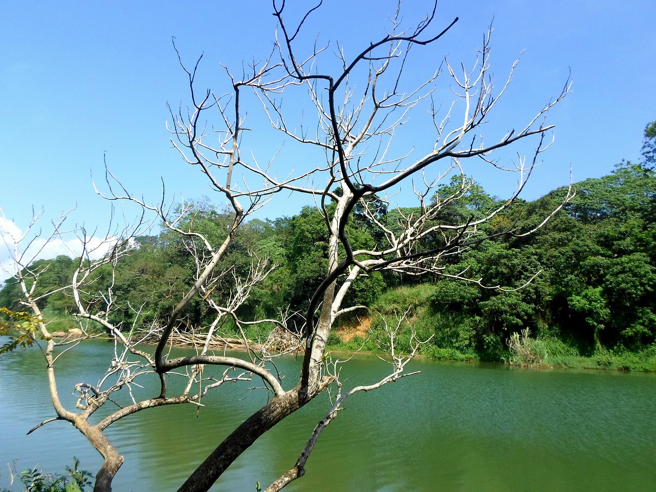 tree river leaves free photo