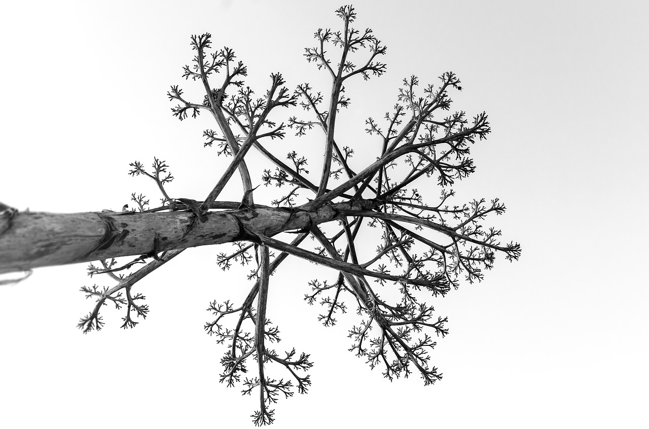 tree dead wood free photo