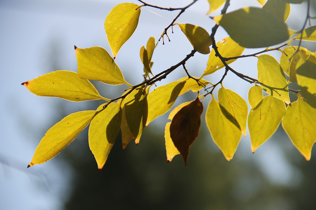 tree lief autumn free photo