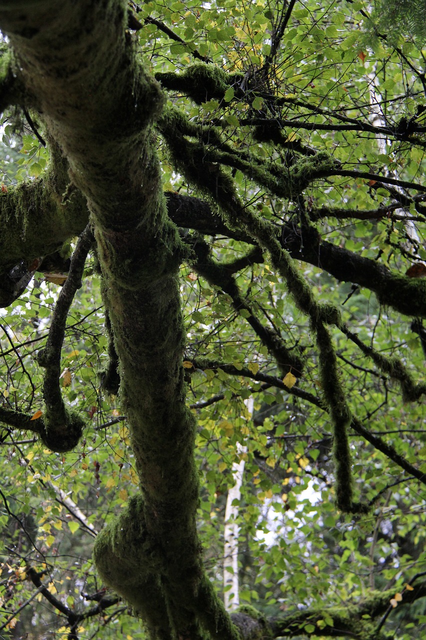 tree under tree mossy tree free photo