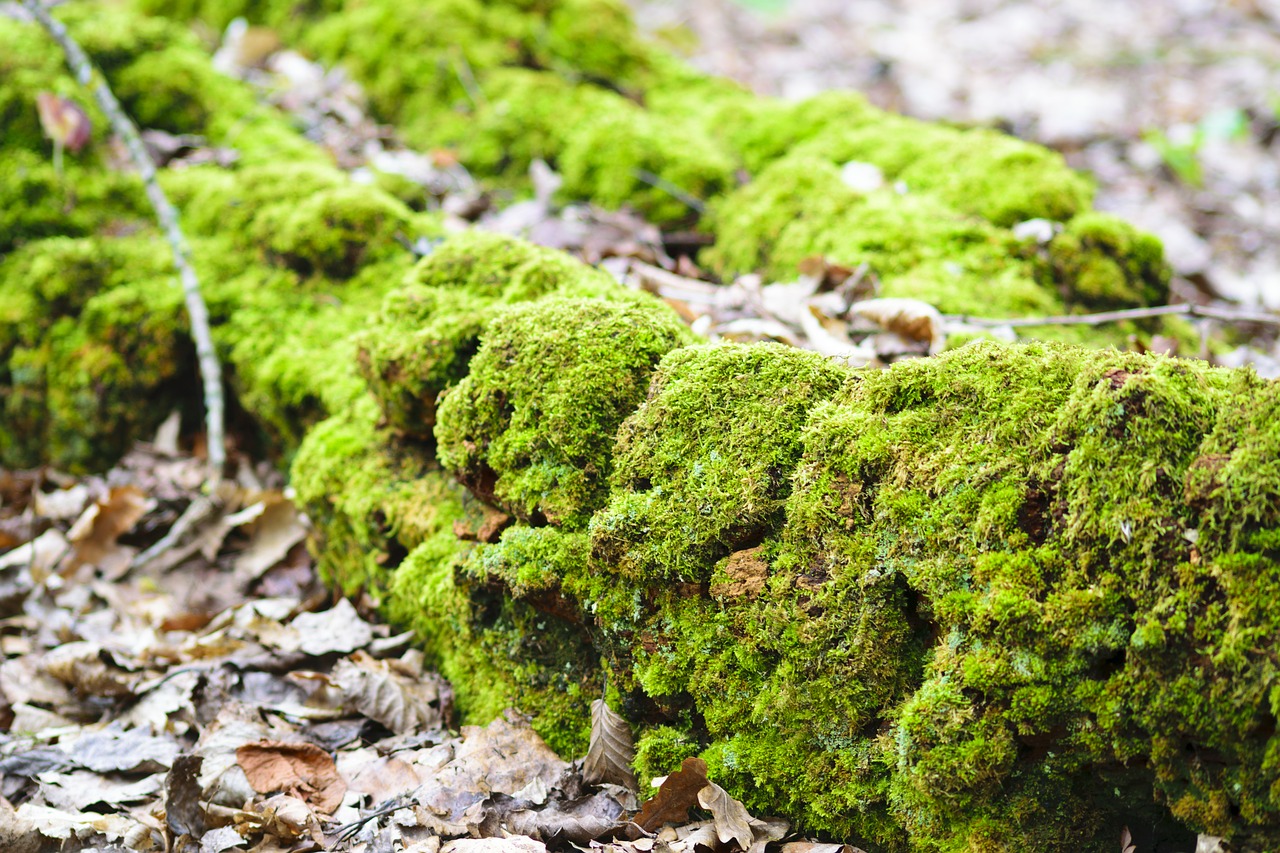 tree bark moss free photo