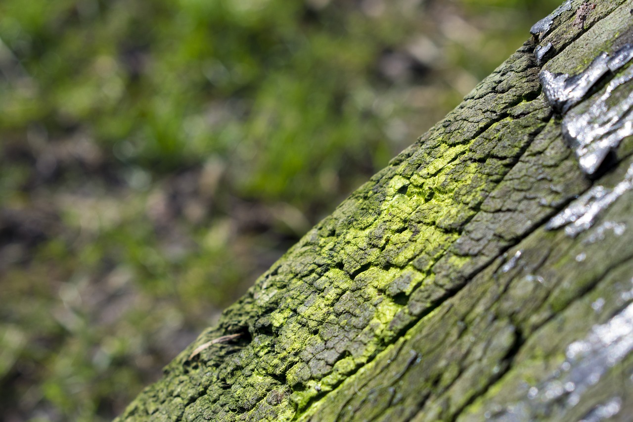 tree bark moss free photo