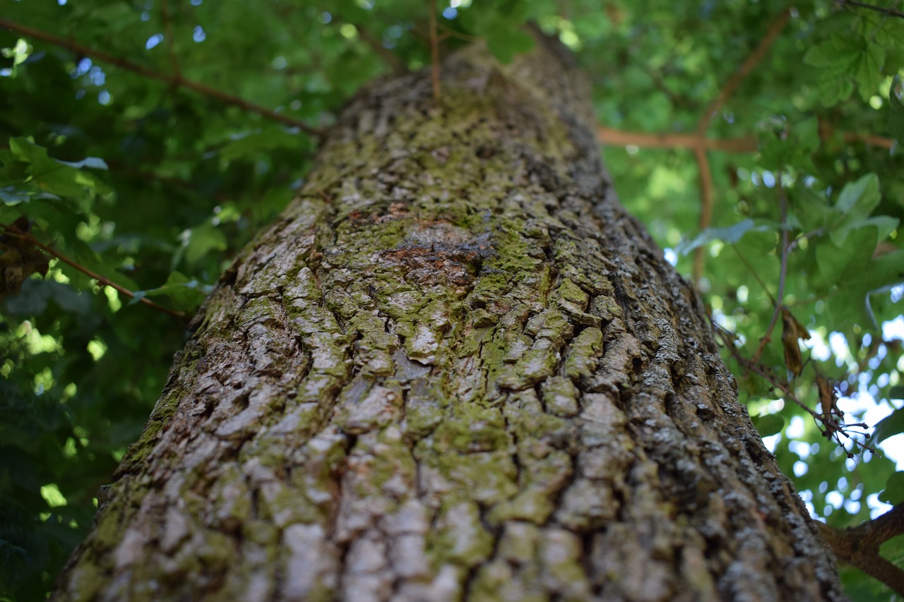 tree wood structure free photo