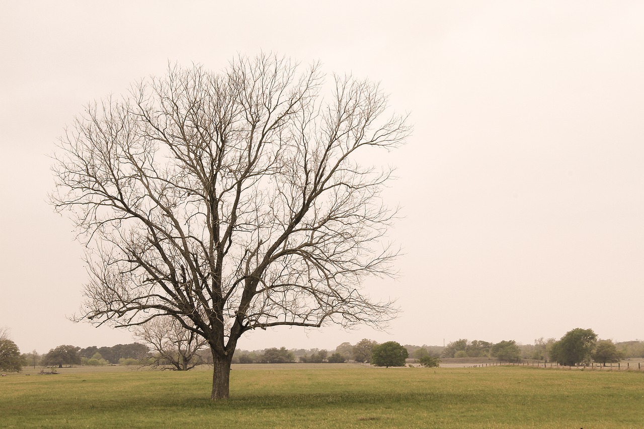 tree field branch free photo