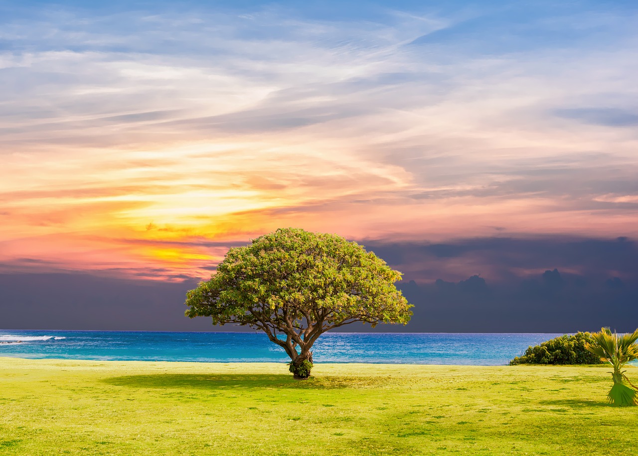 tree sea grass free photo