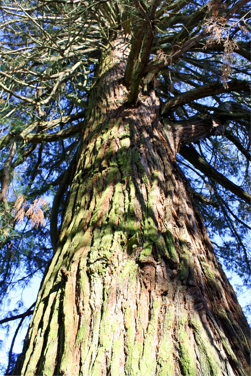 tree sequoia tree trunk free photo