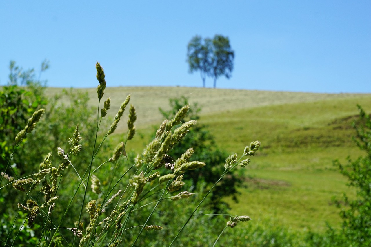 tree meadow aldingen free photo