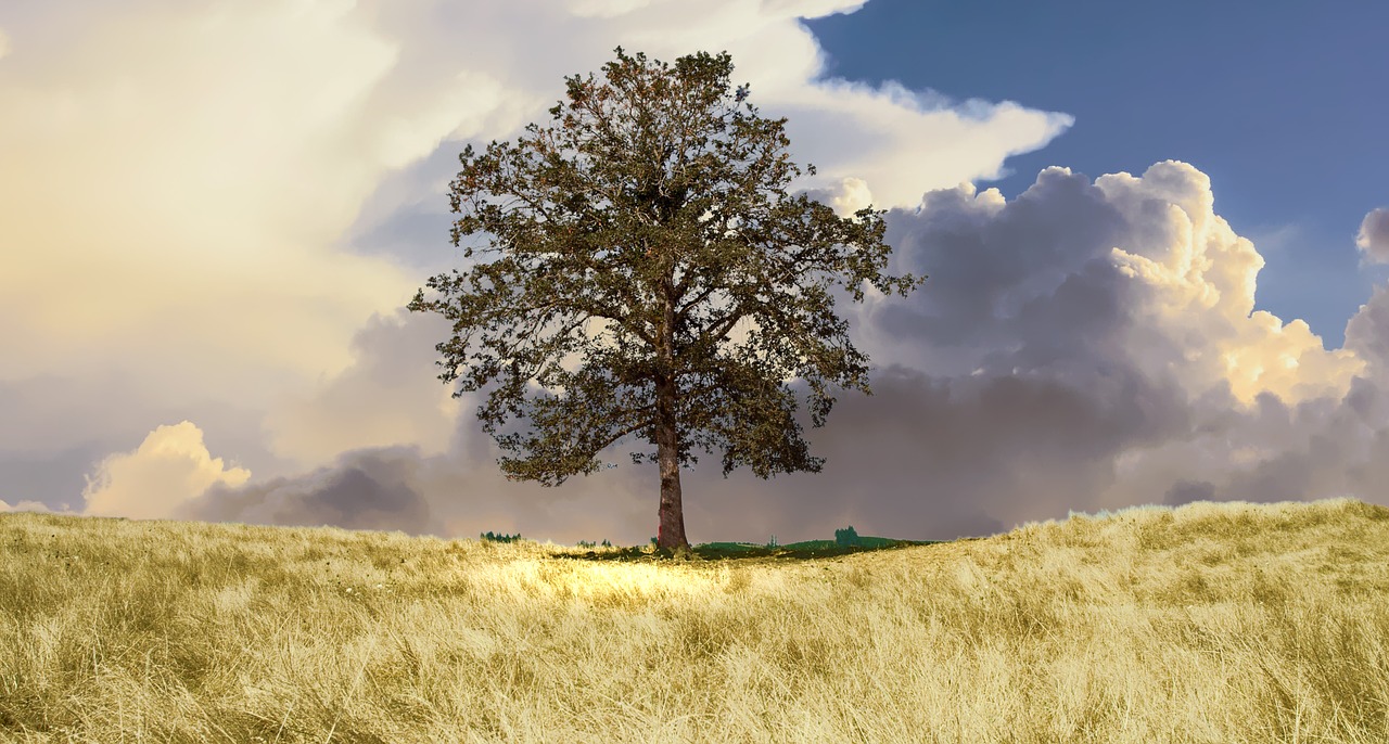 tree countryside landscape free photo