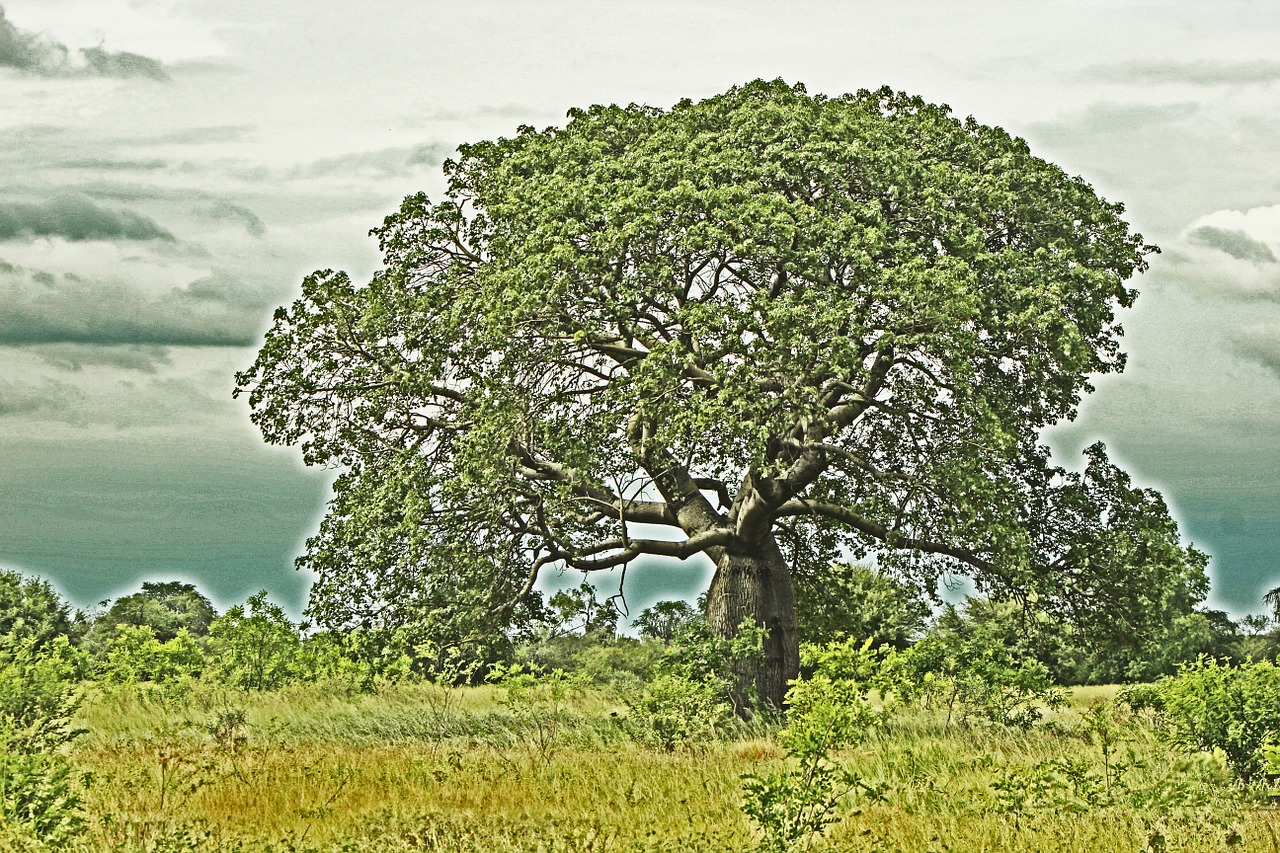 tree landscape nature free photo