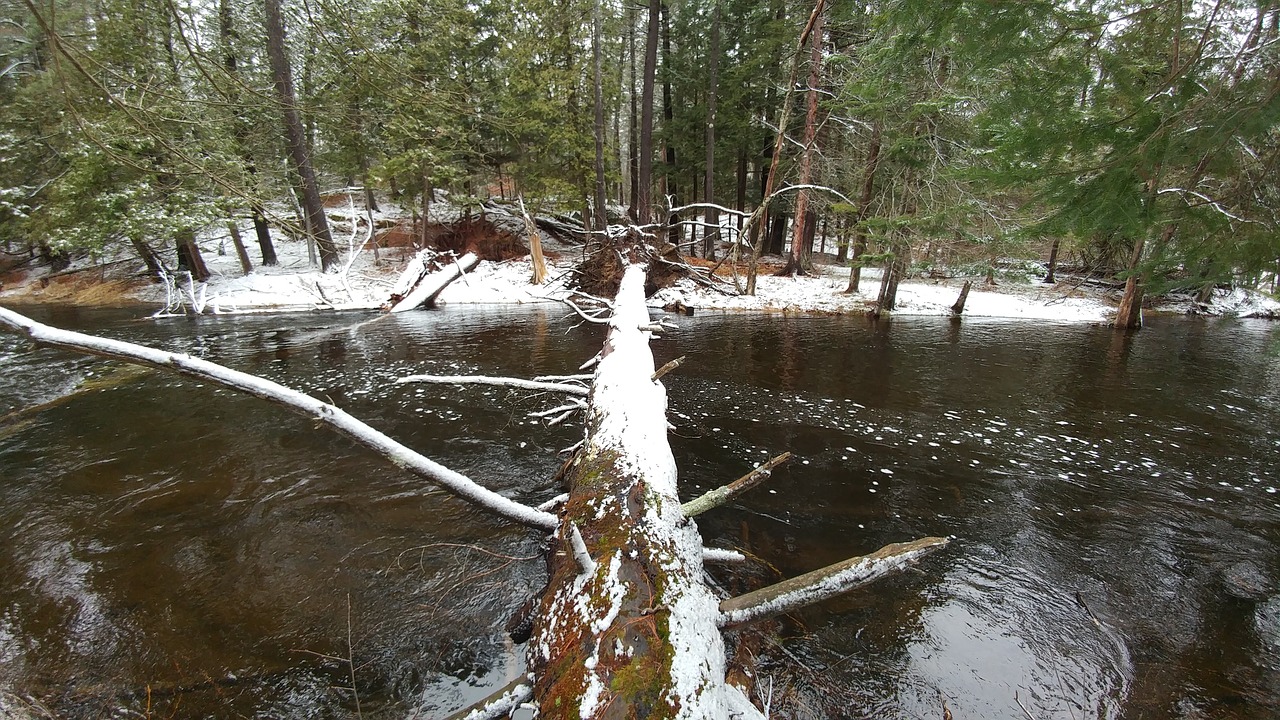 tree bridge water free photo