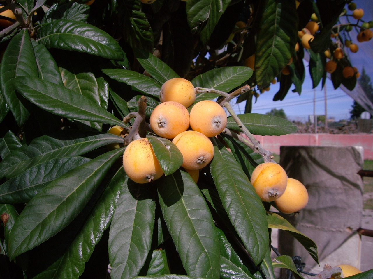 tree botanical medlar free photo