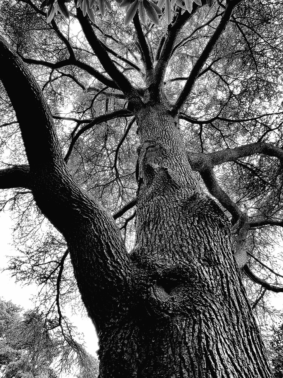 tree crown log free photo