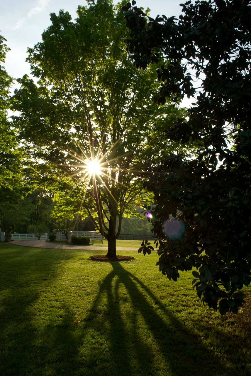 tree evening outside free photo