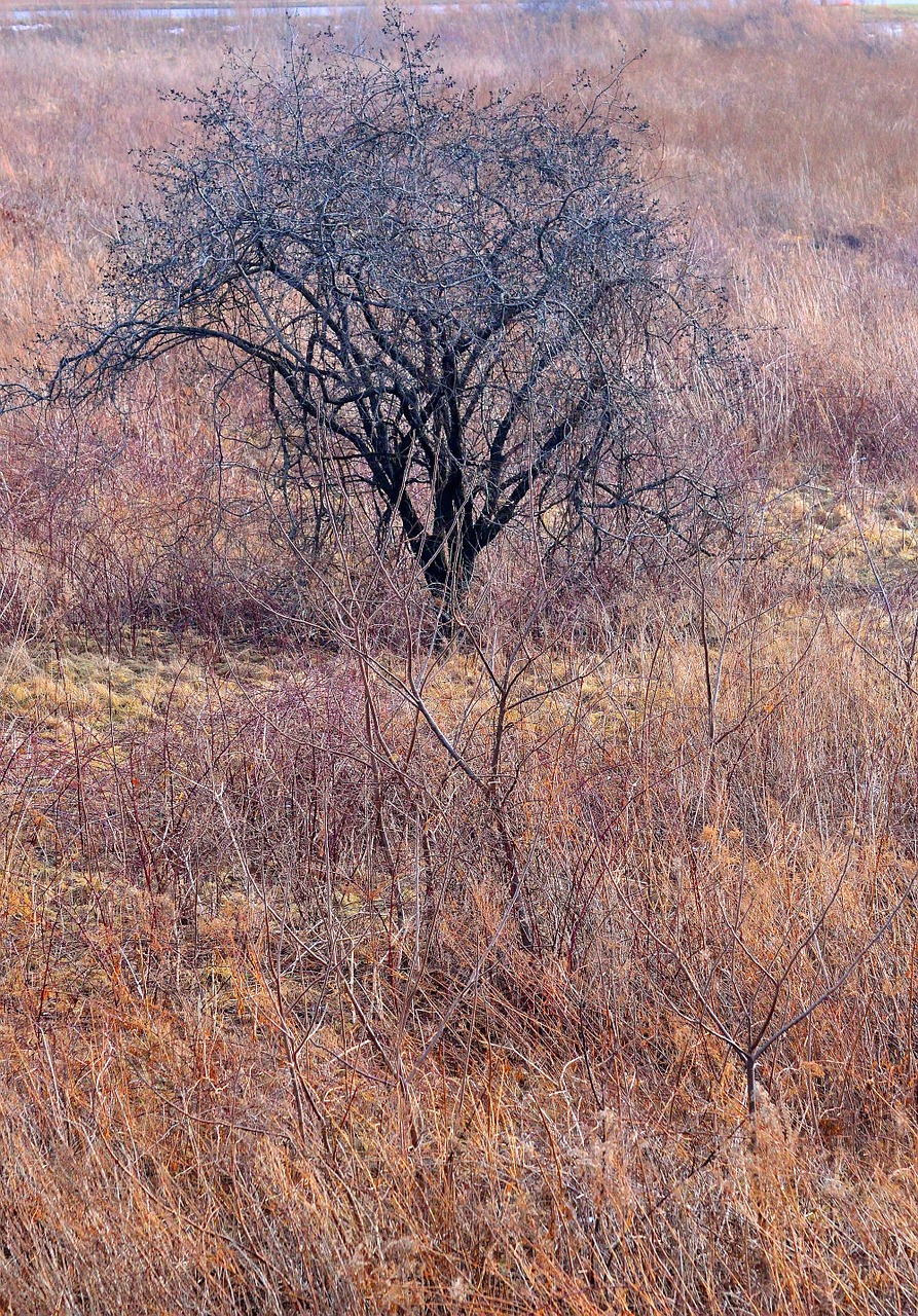 tree winter desolate free photo