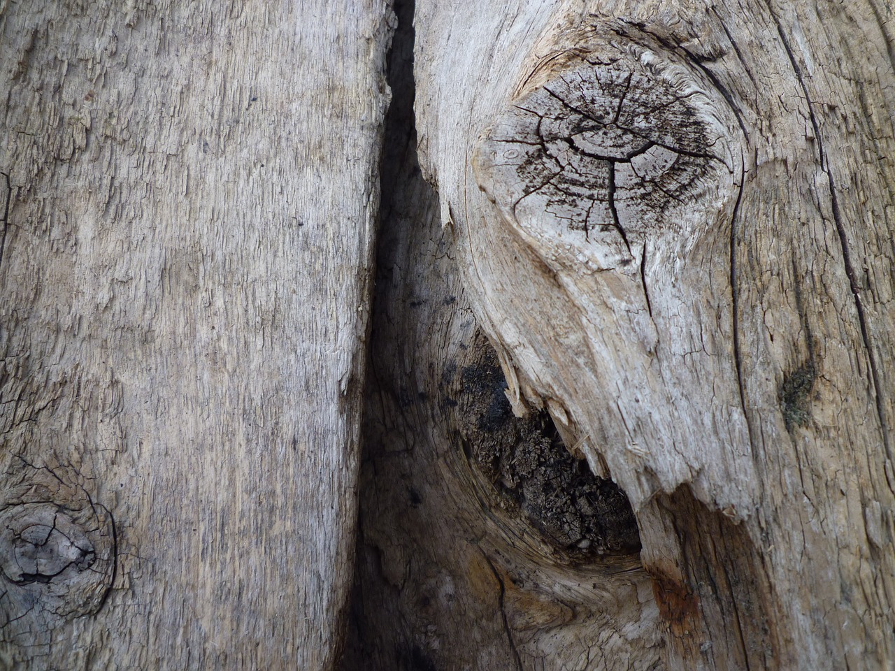 tree old log free photo
