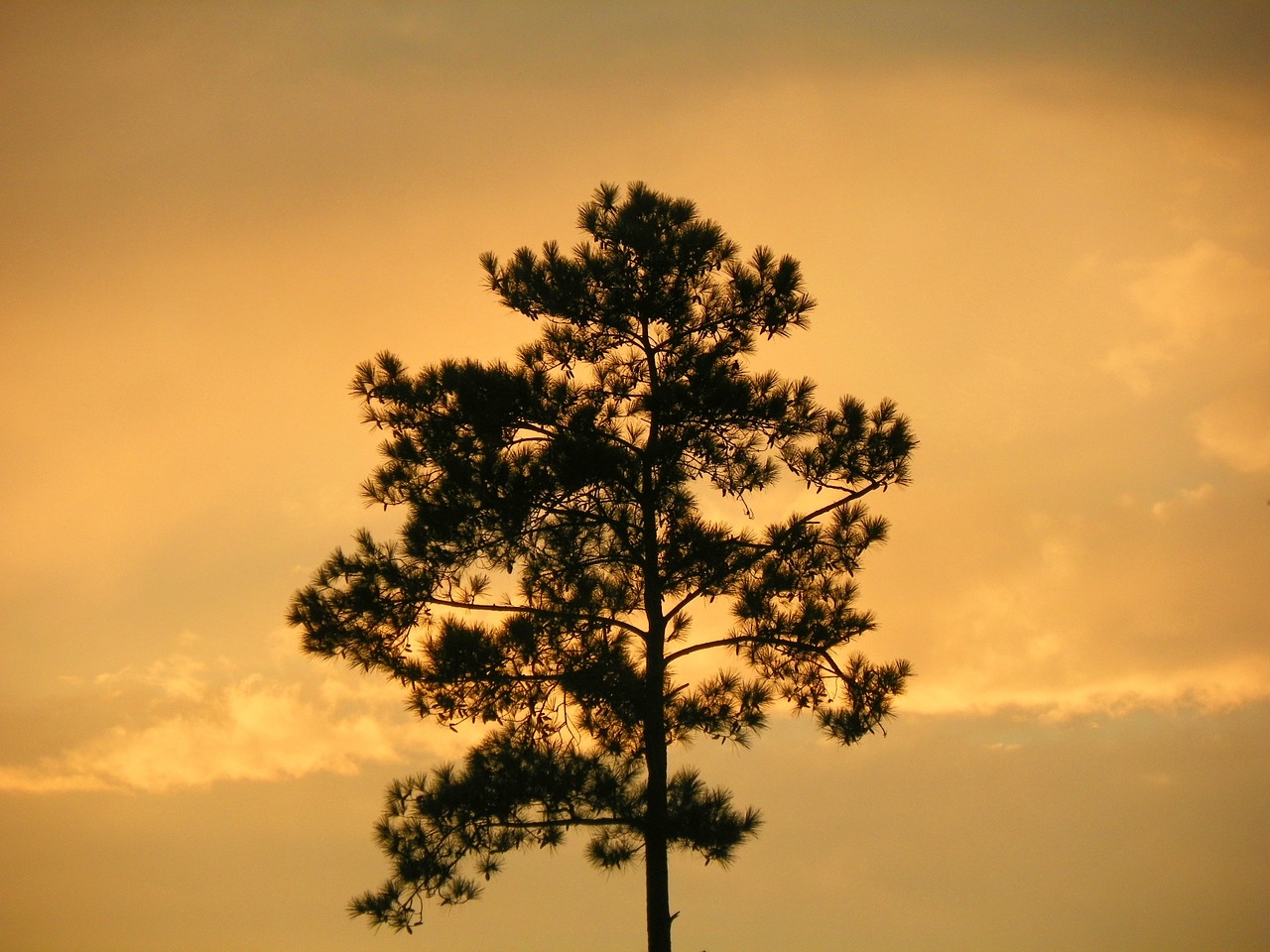 tree silhouette sunset free photo