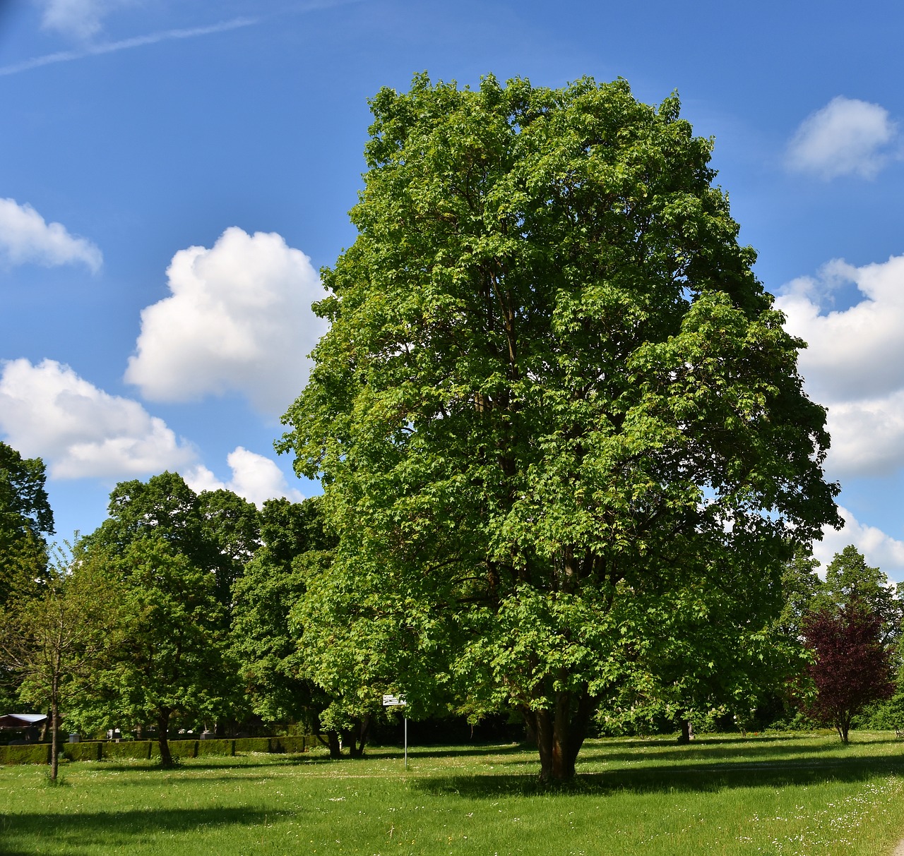 tree nature landscape free photo