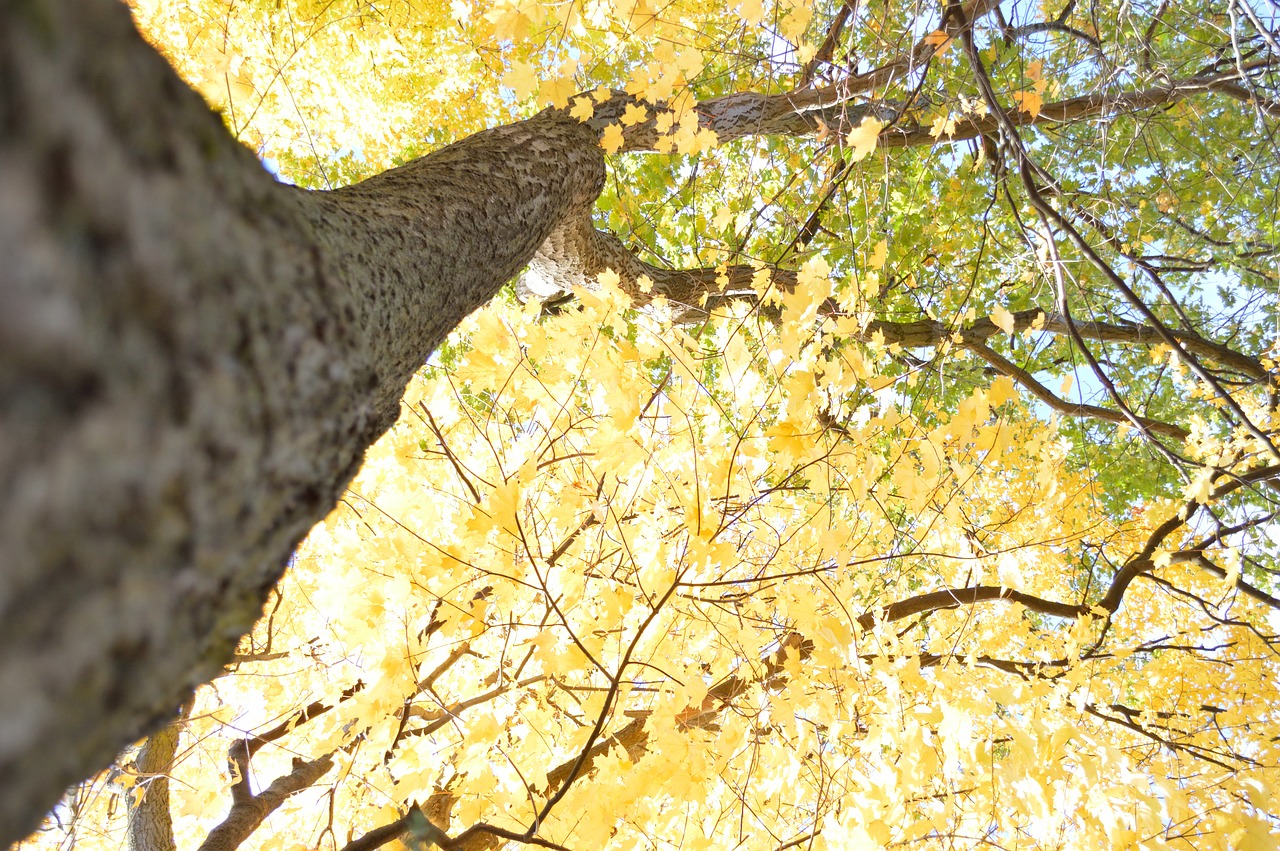 tree fall yellow free photo