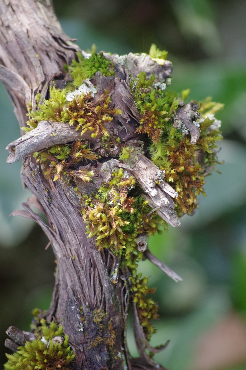 tree nature wood free photo