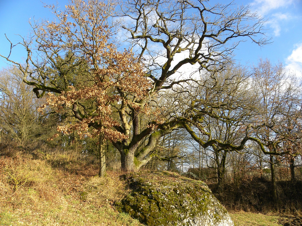 tree autumn golden autumn free photo