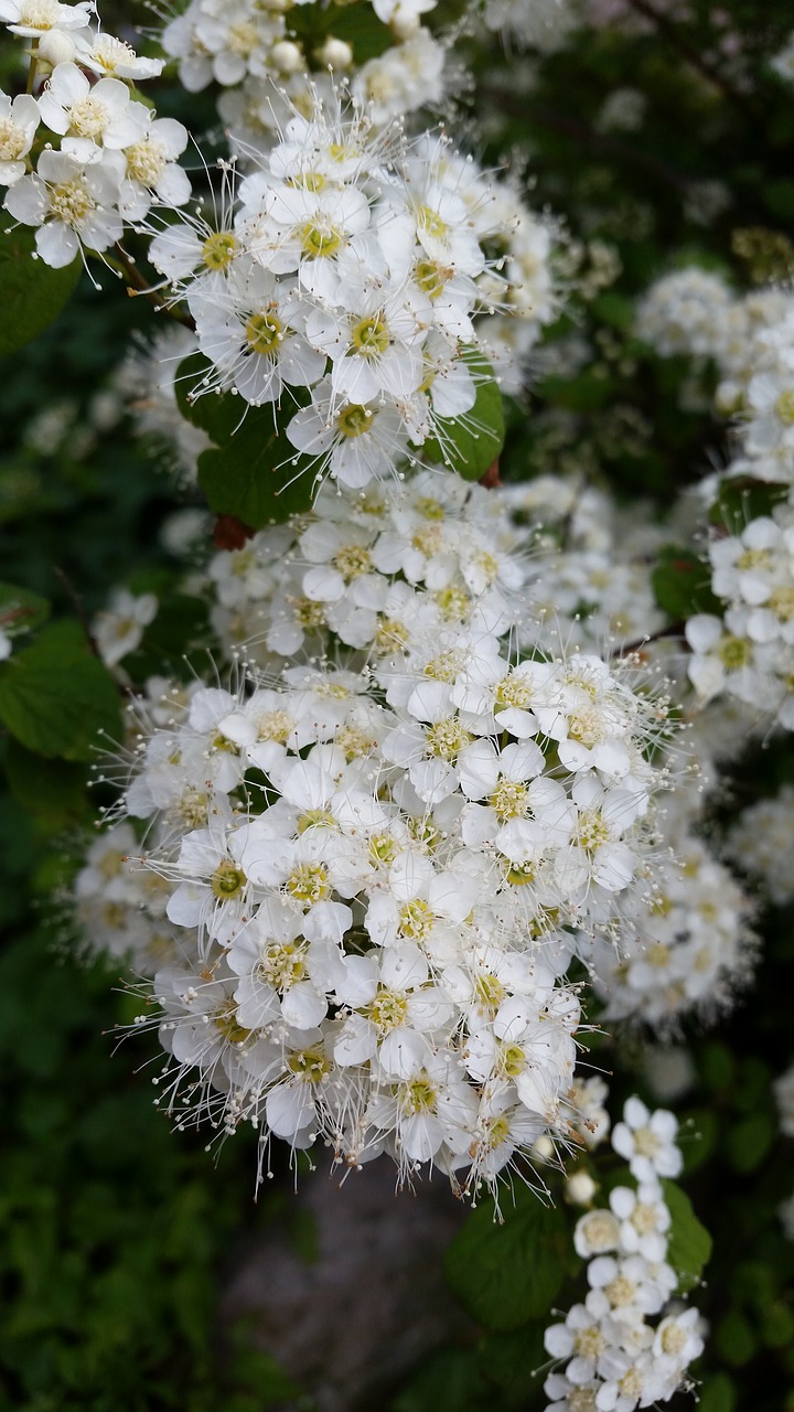 tree flower white free photo