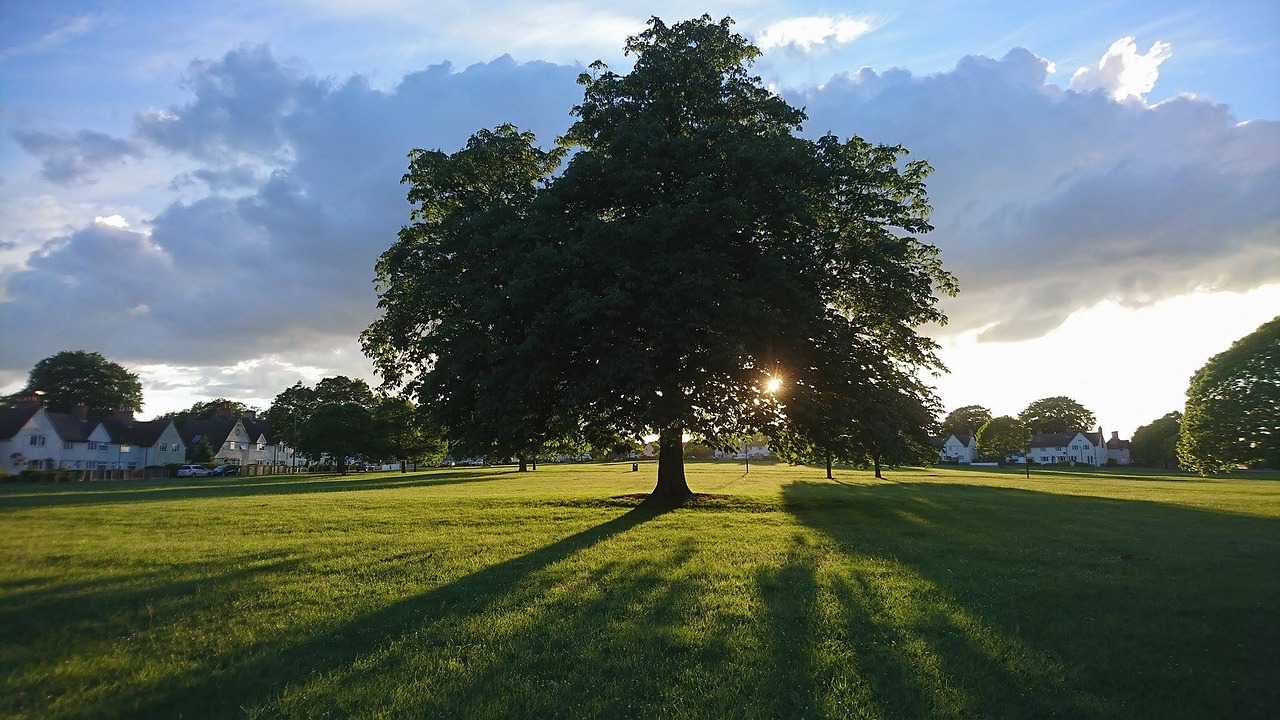 tree grass green free photo